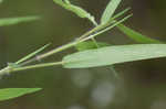 Softleaf rosette grass